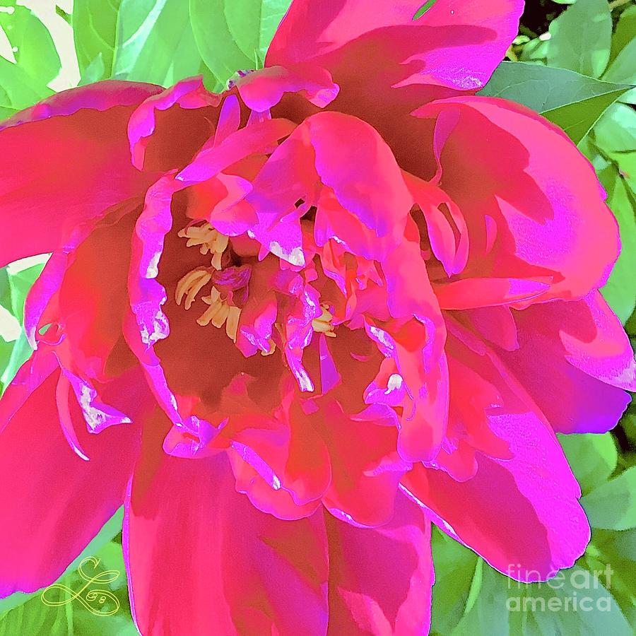 Crimson Flower Photograph by Lynne Paterson Fine Art America
