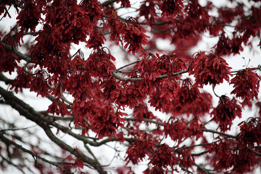 Crimson Foliage Photograph by Cynthia Guinn