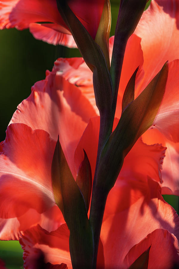 Crimson Gladiolus Rear View Photograph by Robert Potts