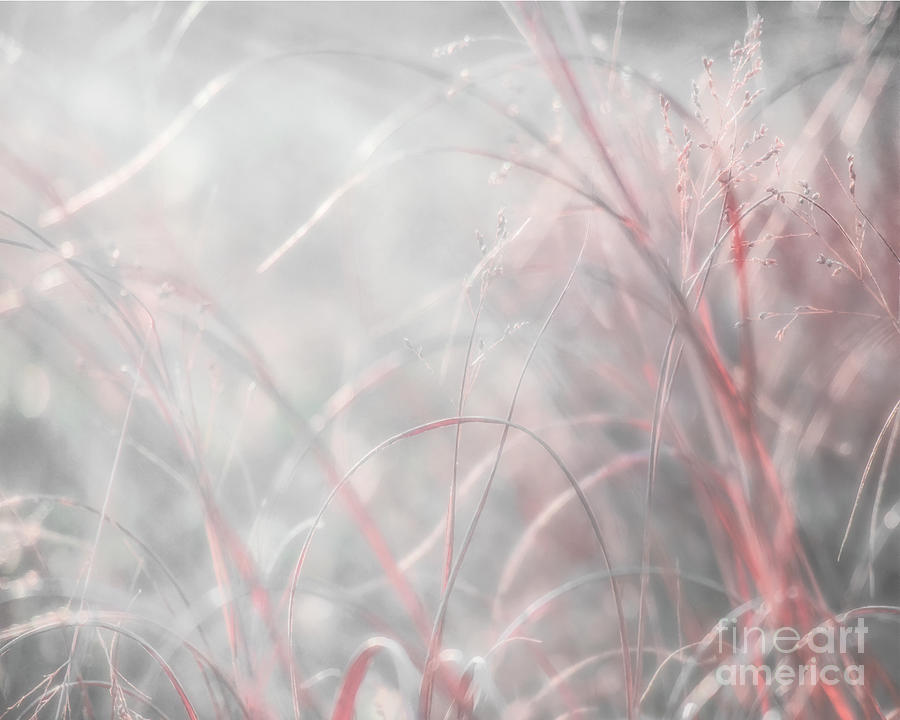 Crimson Grass And Light Photograph