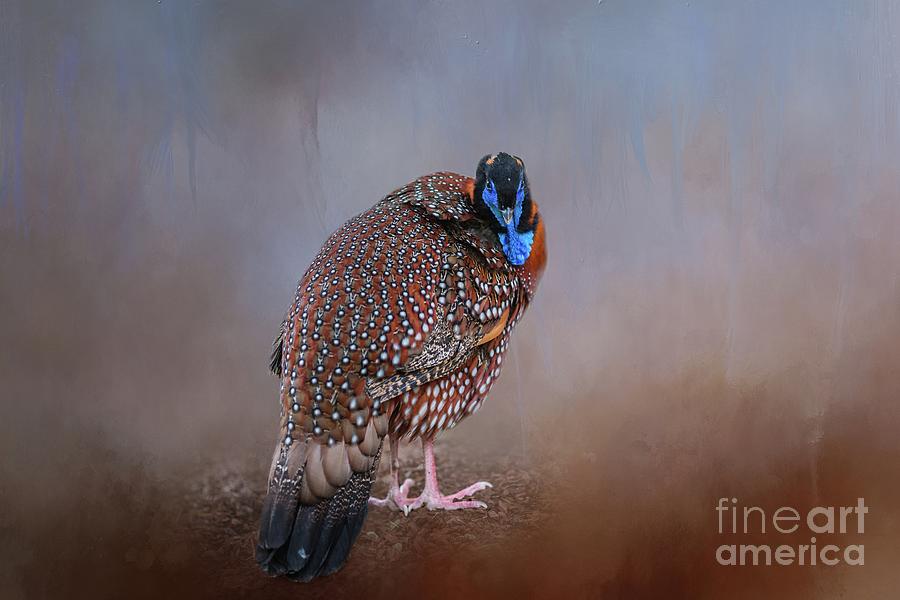 Pheasant Photograph - Crimson Horned Pheasant 2 by Eva Lechner