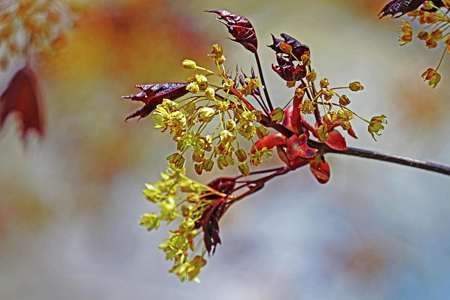 Crimson King Maple Blooms And Leaves Photograph