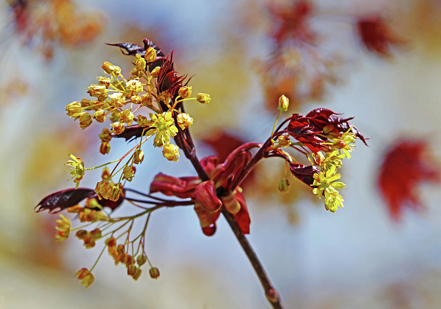 Crimson King Maple Blooms Photograph by Debbie Oppermann
