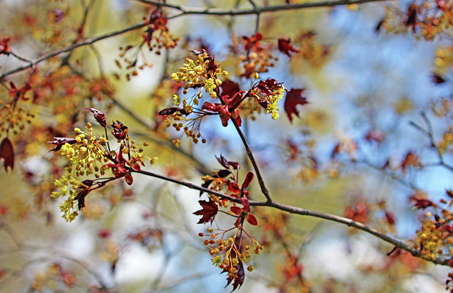Crimson King Maple In Spring Photograph by Debbie Oppermann