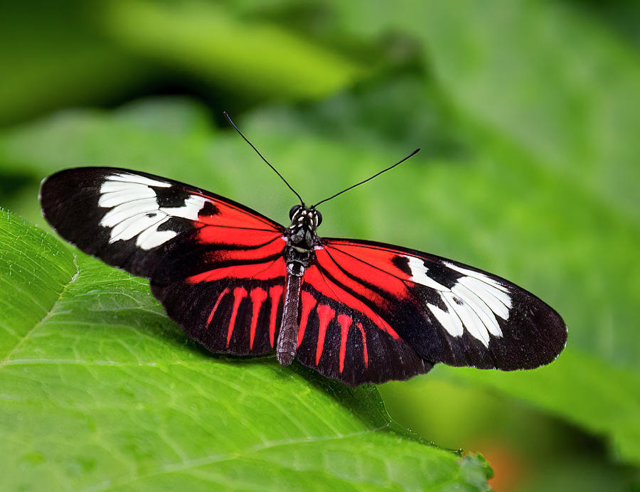 Crimson Patched Longwing Photograph by Ginger Stein