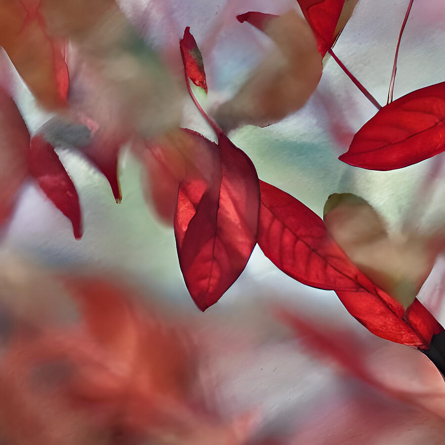 Crimson Red Birch Leaves Photograph by Amalia Suruceanu