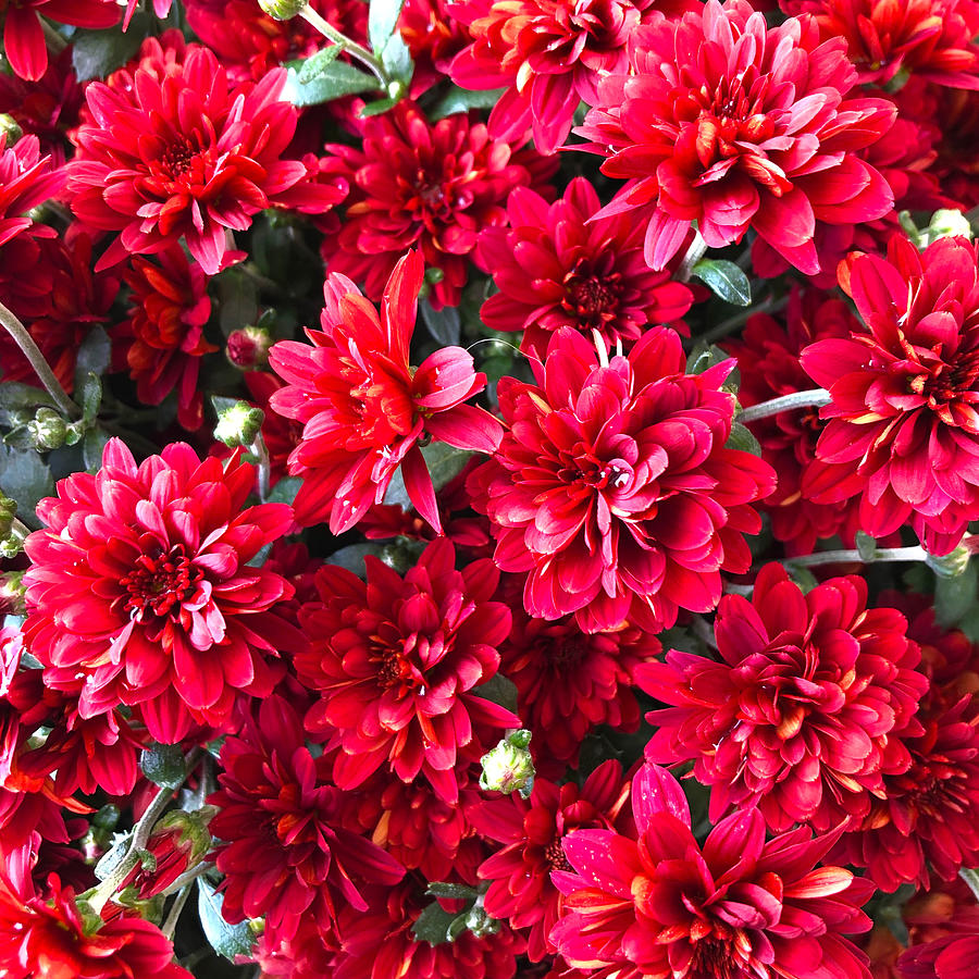 Crimson Red Mumm Flowers Photograph by Creative Spirit
