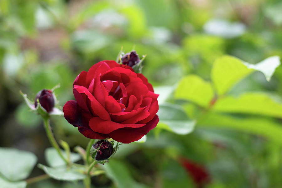 Crimson rose Photograph by Avenue Des Images | Fine Art America