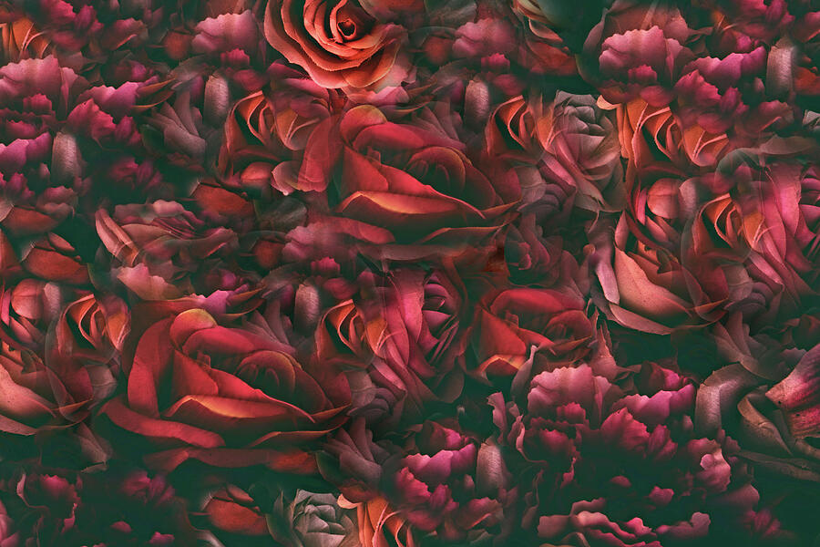 Crimson Rose Photograph by Jessica Jenney