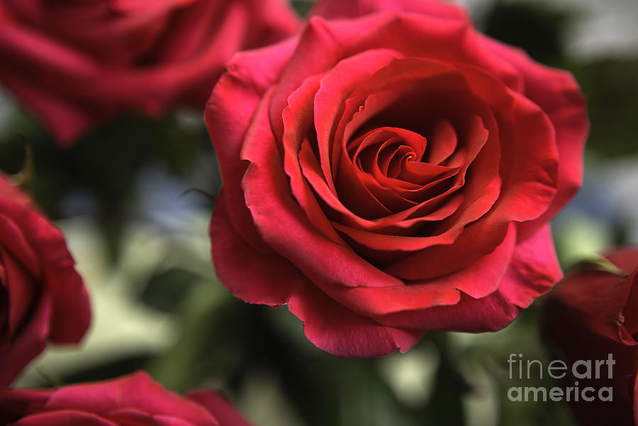 Crimson Rose Photograph by Manuelas Camera Obscura