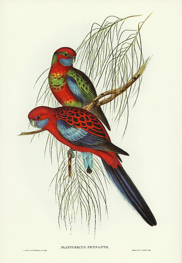 Crimson Rosella Drawing by World Art Collective