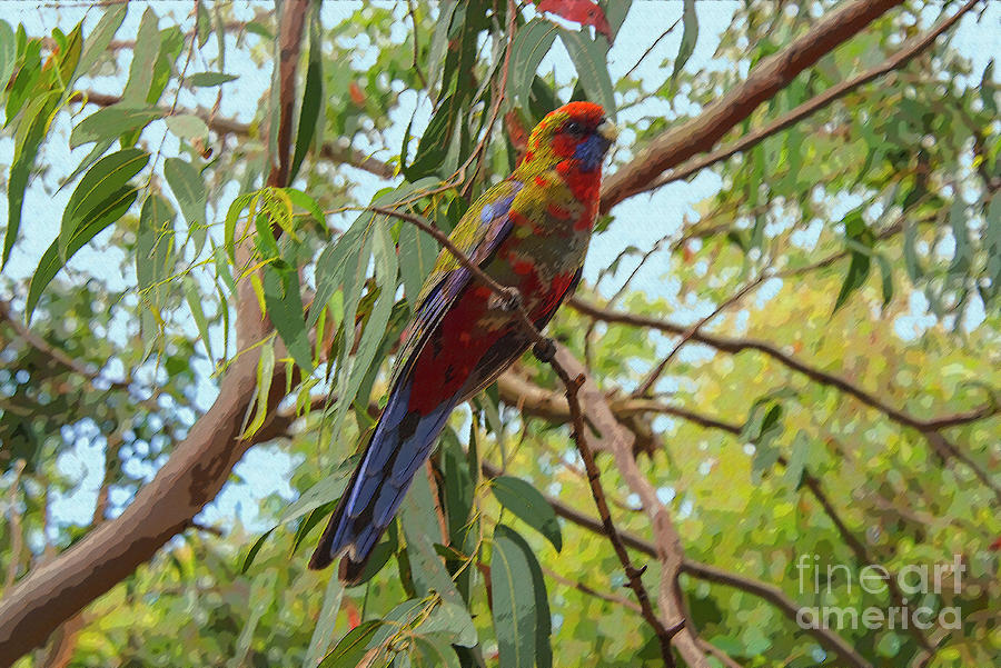 Crimson Rosella Parrot 4a Photograph by Bob Phillips