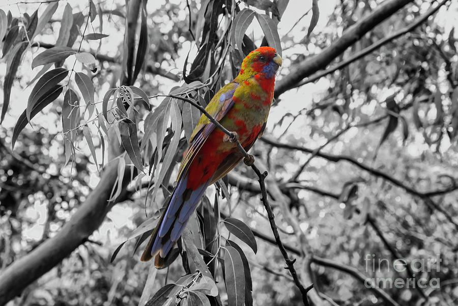 Crimson Rosella Parrot 4b Photograph by Bob Phillips
