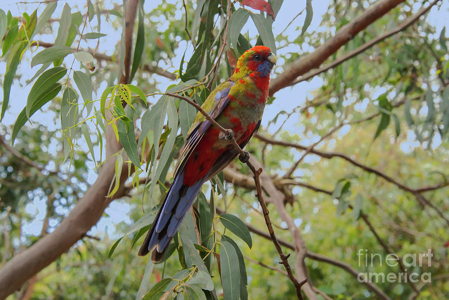 Crimson Rosella Parrot Photograph by Bob Phillips