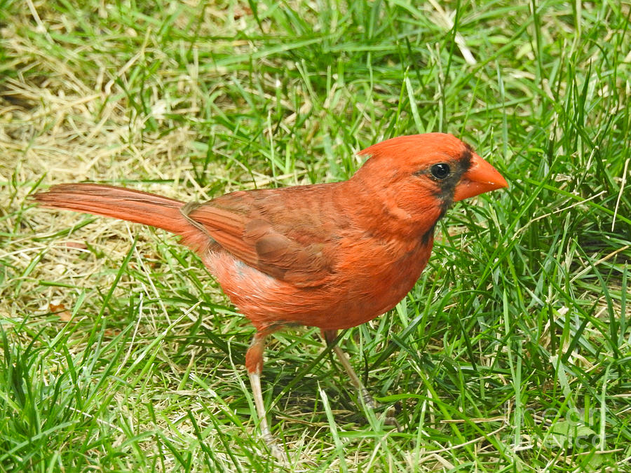 Crimson Songbird Photograph by Kathy M Krause