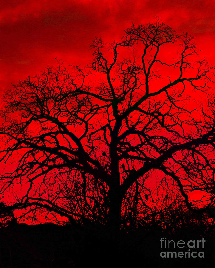 Crimson Sunset Photograph by Kathy M Krause