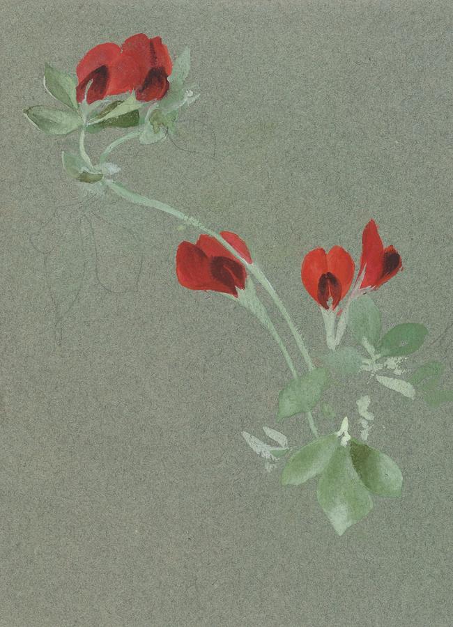 Crimson Vetch Painting by Lilias Trotter