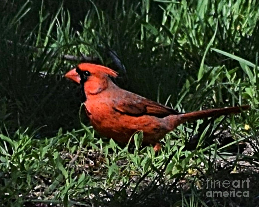 Crimson With Light  Photograph by Kathy M Krause