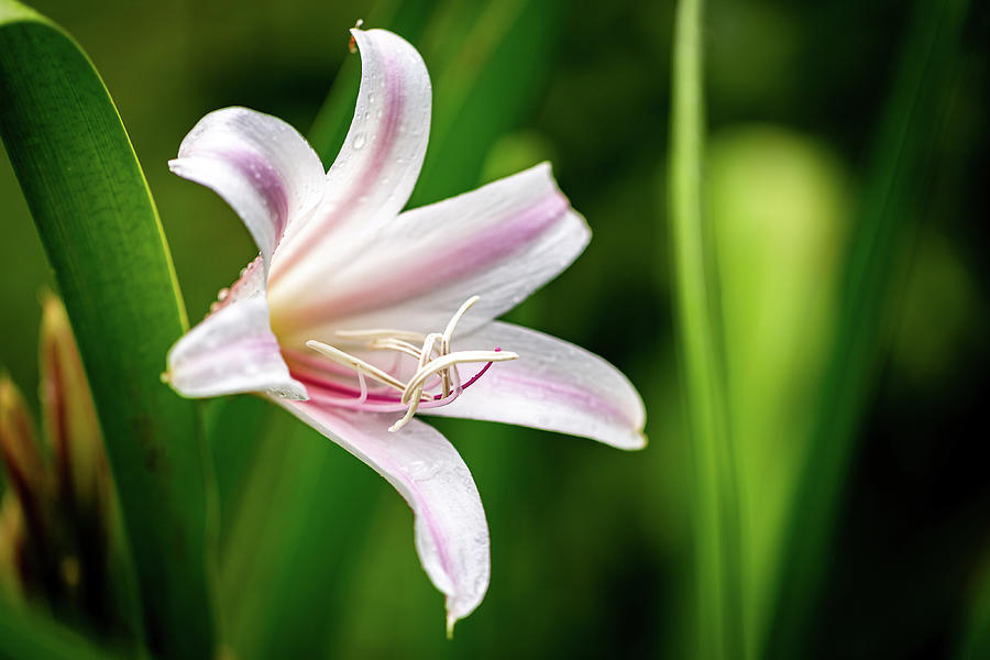Crinum Lily-1 Photograph by Charles Hite