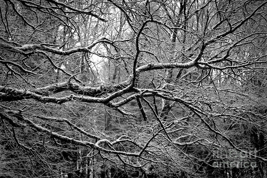 Crisp Branches  Photograph by Daniel M Walsh