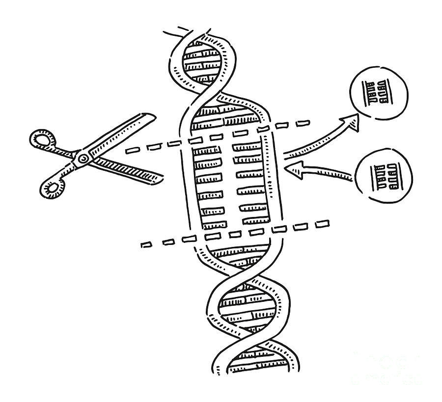 Black And White Drawing - CRISPR Genetic Science DNA Substitution Drawing by Frank Ramspott