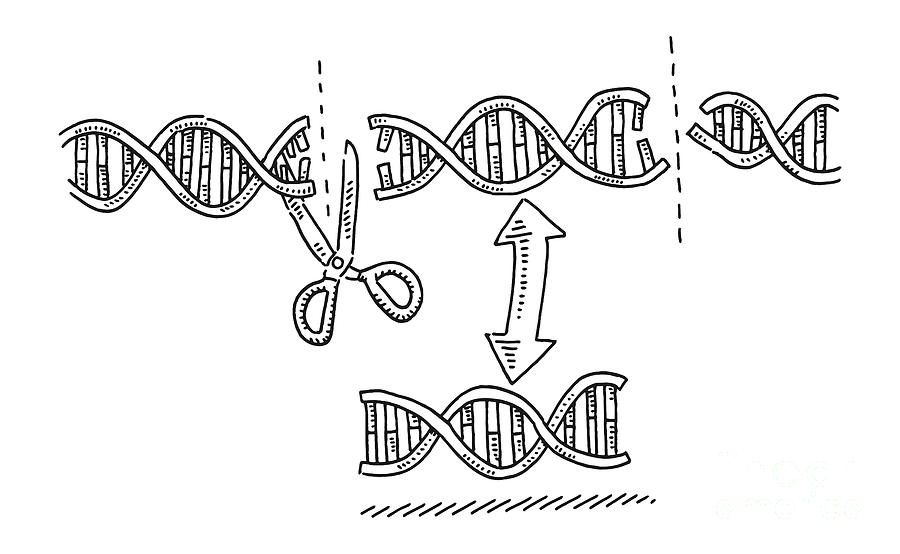 Black And White Drawing - Crispr Scissors Edit DNA Drawing by Frank Ramspott