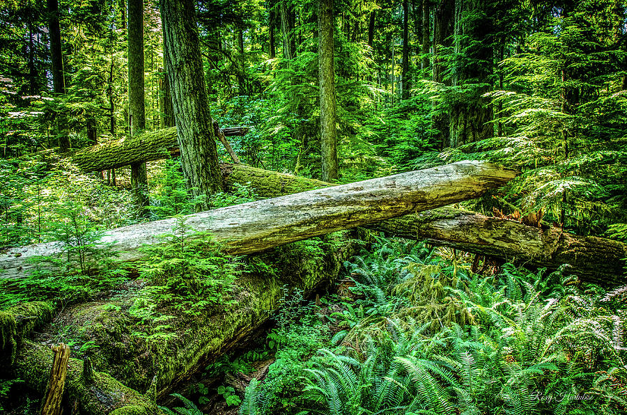 Criss Cross Cathedral Grove Photograph by Roxy Hurtubise