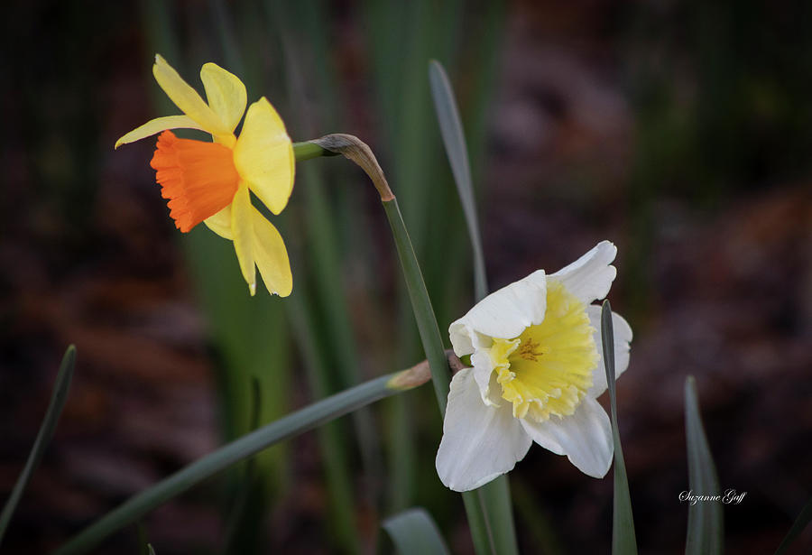Criss Cross Daffodils Photograph by Suzanne Gaff