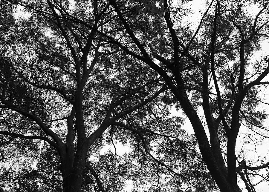 Criss Cross Tree Branches Photograph by Ronnie Corn - Pixels