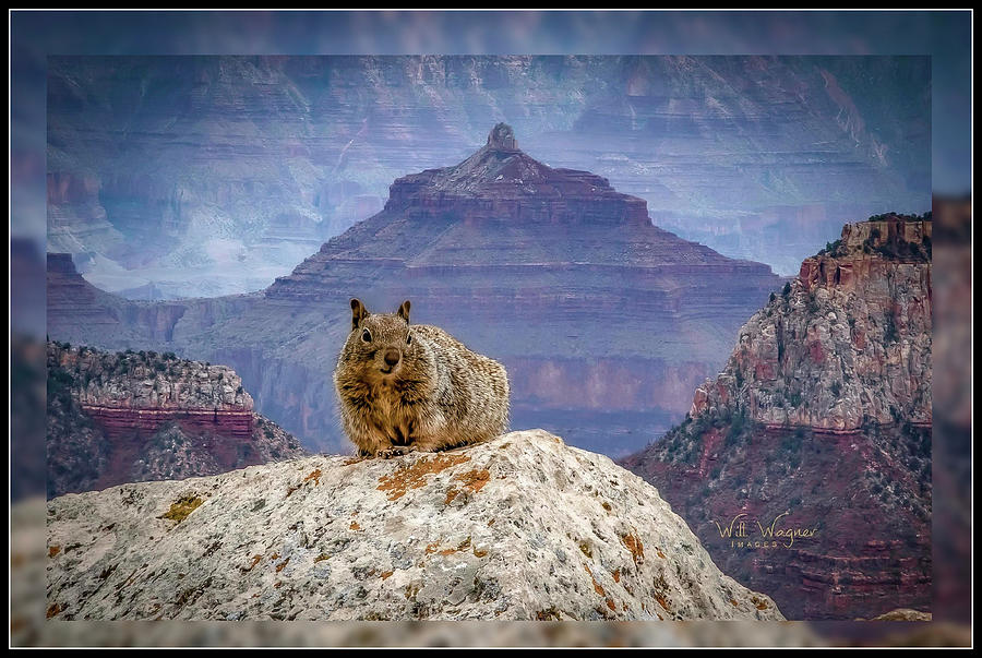Critter at the Canyon Photograph by Will Wagner Critter at the Canyon Photograph by Will Wagner