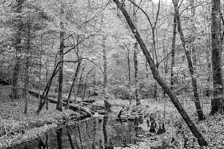 Croatan National Forests Island Creek - Eastern NC Photograph by Bob Decker