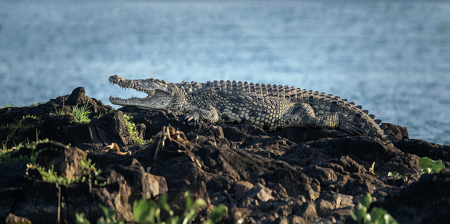 Croc on a Rock Zimbabwe Africa Photograph by Joan Carroll