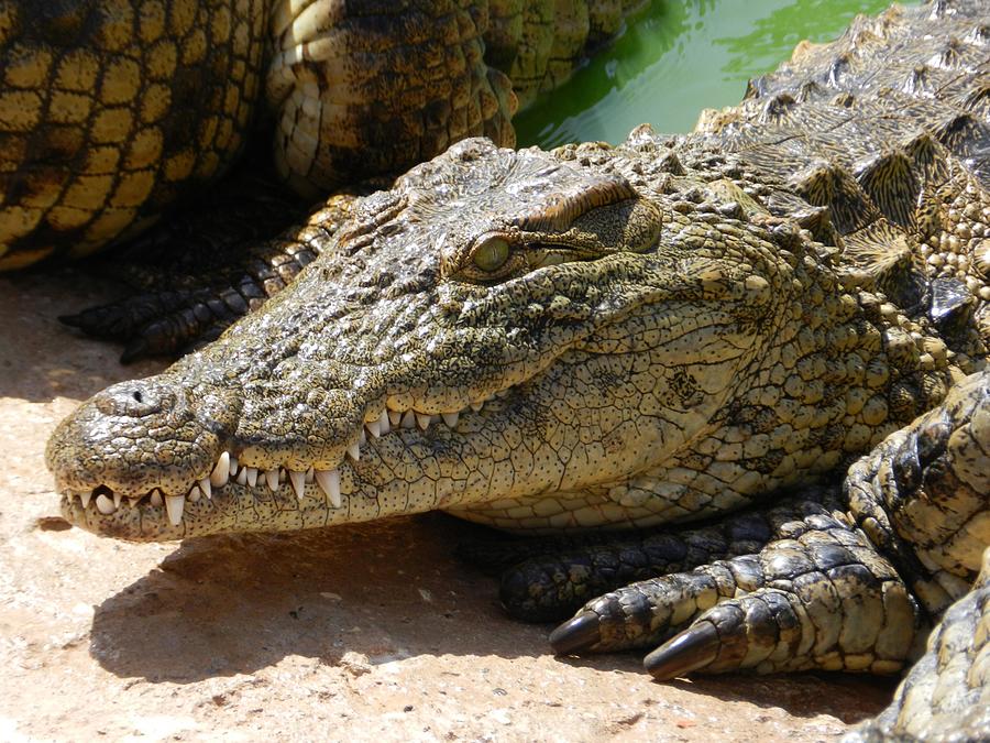 Crocodile Painting - Crocodile 1 by Les Classics