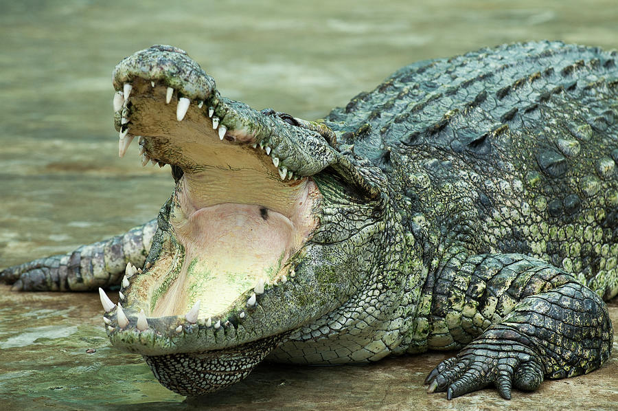 Crocodile 3 Photograph by Kris Mercer - Fine Art America