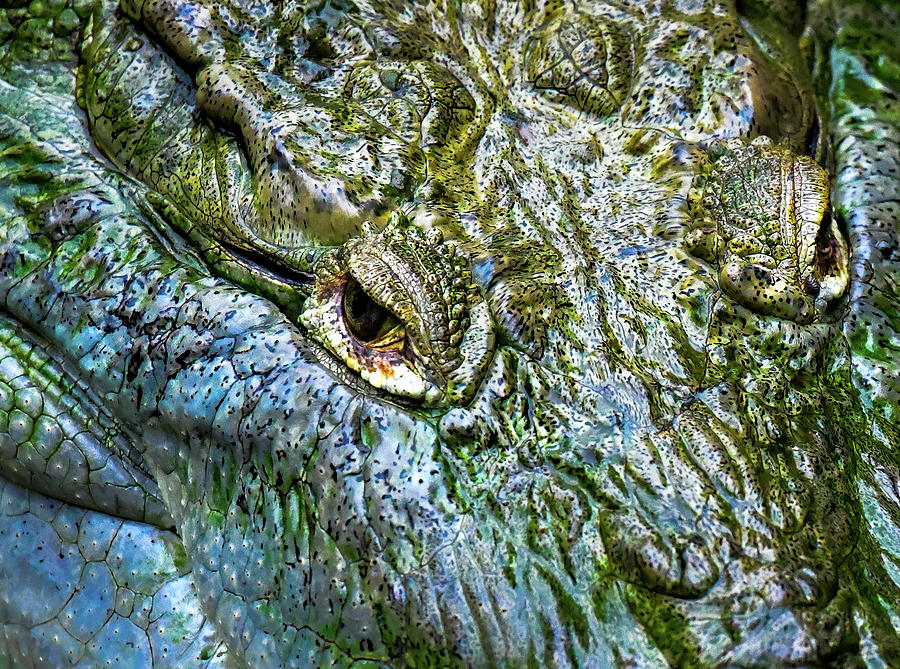Crocodile Eyes Photograph - Crocodile Abstract by Karen Wiles