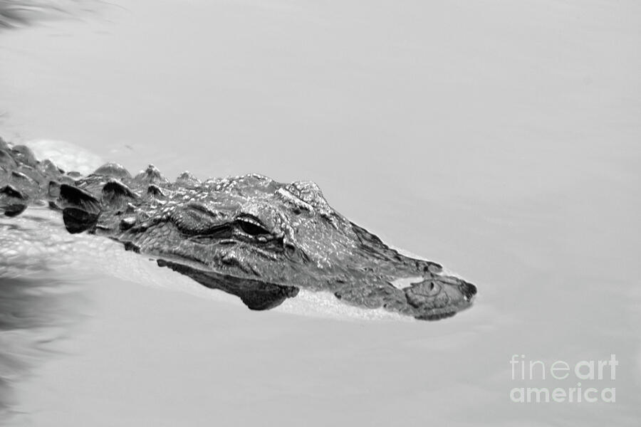 Crocodile Photograph - Crocodile by Brenda Harle