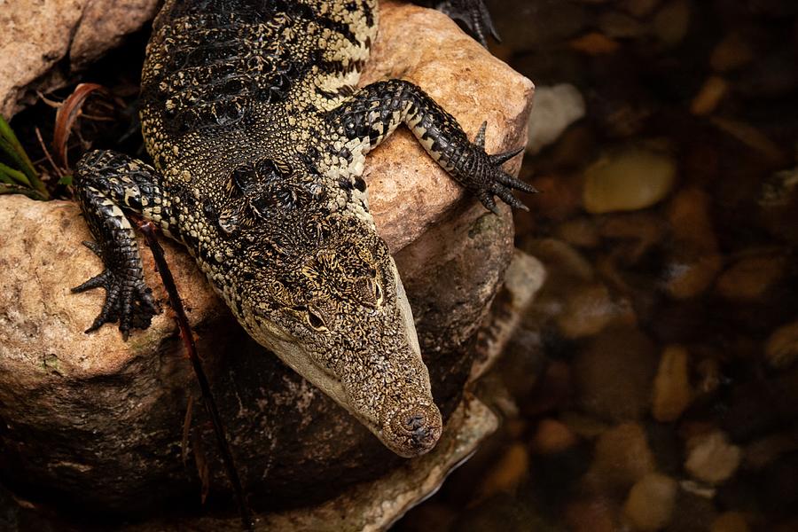 Crocodile Photograph by Cal Emley