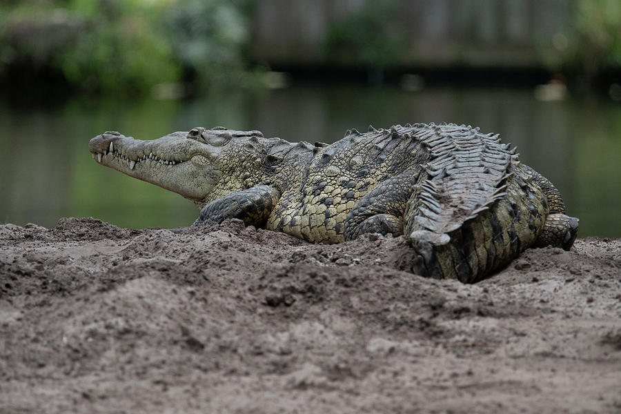 Crocodile Photograph by Carolyn Hutchins