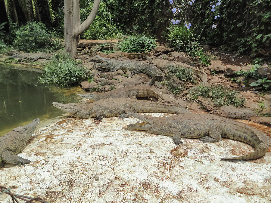 Crocodile Photograph by Dominador Kebeng