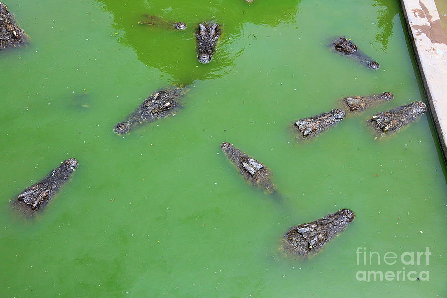 Alligator Photograph - Crocodile III Color Cambodia Farm  by Chuck Kuhn
