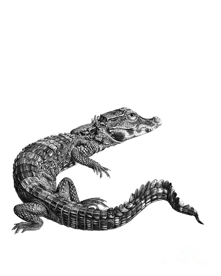 Crocodile Digital Art - Crocodile Illustration by Madame Memento