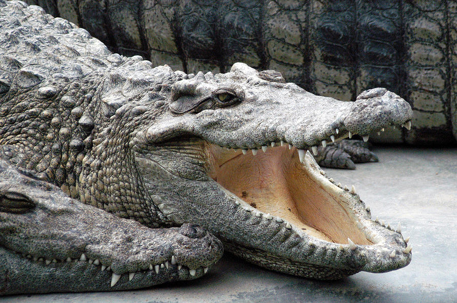 Crocodile in China zoo Photograph by Mike Macey - Fine Art America