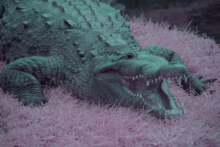 Crocodile in Infrared Photograph by Carolyn Hutchins