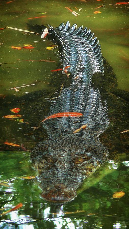 Crocodile in water  Photograph by Robert Bociaga