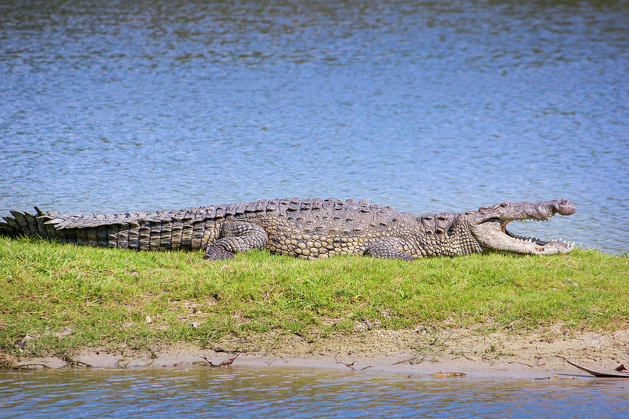 Crocodile Island Photograph by Mark Andrew Thomas
