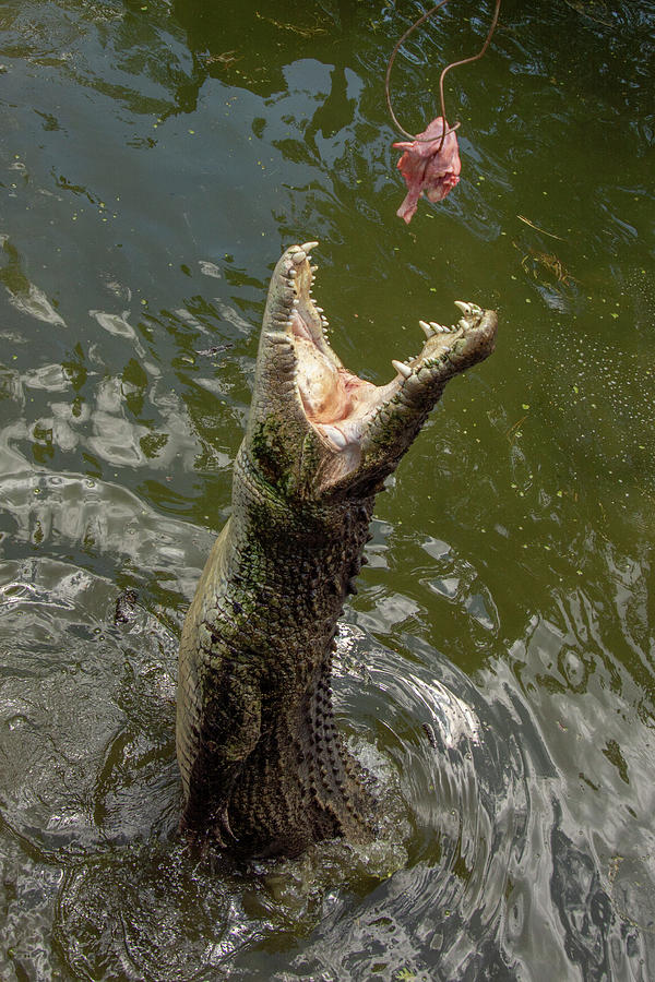 Crocodile Jump Photograph by Carolyn Hutchins