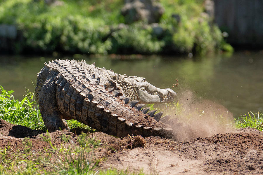 Crocodile Kicking Up Dust Photograph by Carolyn Hutchins