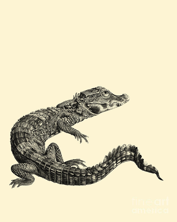 Crocodile Digital Art - Crocodile by Madame Memento