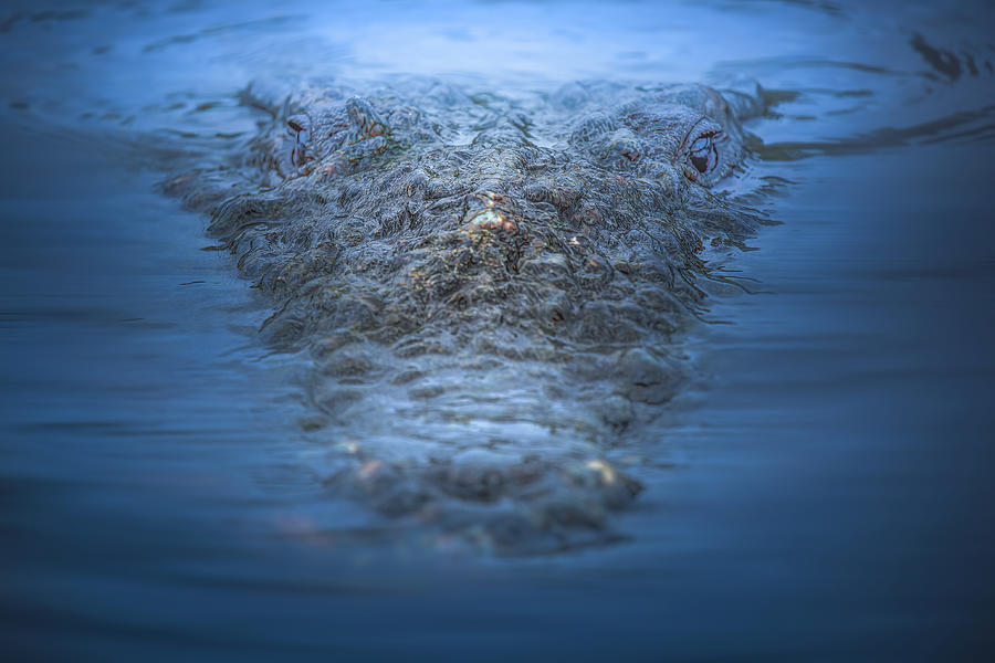 Crocodile Photograph by Mark Andrew Thomas