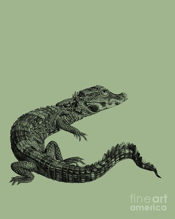 Crocodile Digital Art - Crocodile On Grey Green Background by Madame Memento
